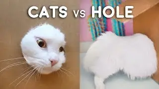 Cats vs Hole