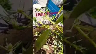 #4knaturewalk #smallflowers #flowerplants #4khdrnature #nature #natural #naturehd4k #4k #shortsfeed