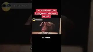Los 10 animales m&aacute;s inteligentes del mundo parte 2 #animalessorprendentes #animalesinteligentes