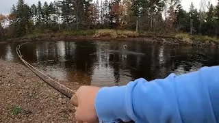 11lbs Salmon, Margaree fall fishing 2023