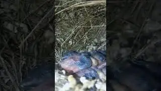 Baby waiting mother. ( Life birds Review )