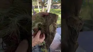 Como hacer un Arreglo con Plantas Aereas #plantas#airplants#tillandsia#arreglosconplantas#shorts