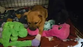 Shepherd/Boxer Mix Puppies for Adoption