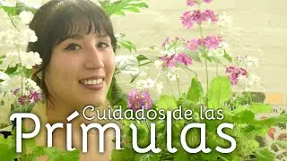 Cuidados de Primulas - Plantas de semisombra en casa.