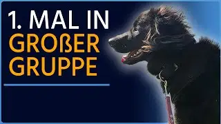 Unglaublich! - Coopers Fortschritte im Rudel - Teil 2