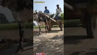 Amazing Punjab Village Life | Life in Village | Old Punjab culture #viral #ytshorts #villagelife