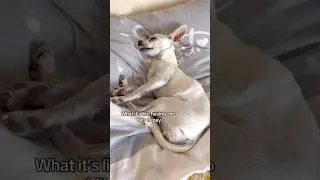 Dream💭#chihuahua#puppylove#doglove #dogsleeping #nobills