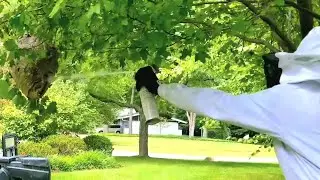 Stinging Insect Control in Cleveland: Lakewood Exterminating Delivers | LakewoodExterminating.com