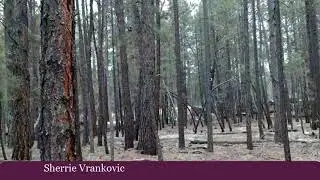 Commercial for sale - 412 Ridge Rd, Happy Jack, AZ 86024
