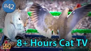 8+ Hours of Uninterrupted🐾Cat TV 🕊️Doves Backyard Birds & 🐿️Squirrels at a Box Feeder Video for Pets