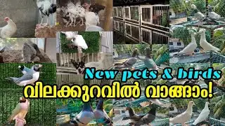 🤩Birds😌Pigeon💗Hen😁exotic pets Sale Kerala💗pravu sale kerala❤️new pets sale video😘Puppys sale kerala