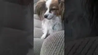 Papillon dancing ears