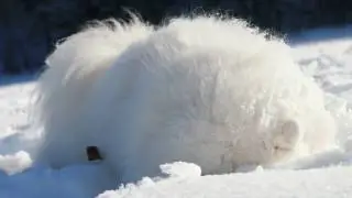 Scent Roll -- Dogs Rub Their Heads in the Snow (to mask own smell, allegedly)