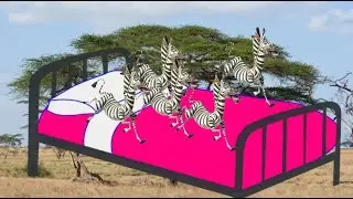 Five Little Zebra Jumping on The Bed Nursery Rhymes