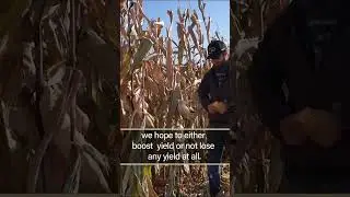 Riley Seavers: Graduate Ag Research Spotlight #shorts