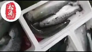 Sung Tao Seafood | New batch of Norway sashimi grade salmon