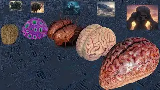Brain Size Comparison &ndash;Which Animal Has the Biggest Brain? The Results Will Surprise You| Vip3D HD