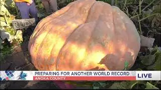 Preparing a Giant Pumpkin for World Record