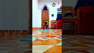 how to do a eka-pada-pinch- mayoorasana #yogaeverywhere #yoga #yogapractice #work
