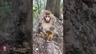 The Curious Lives of Monkeys: A Daily Discovery