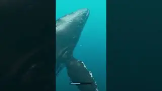 Swimming with a whale #shorts #strandeddeep