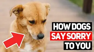 How Dogs Apologize Without Saying a Word