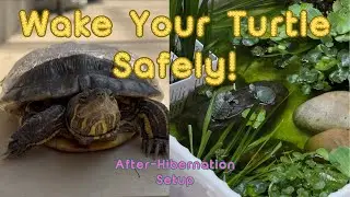 Safely Waking Turtles from Hibernation: What Every Owner Should Know