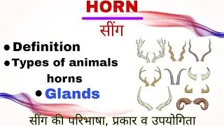 Hornsसींग|Animals horns | definition, types, development and general structure and function of horns