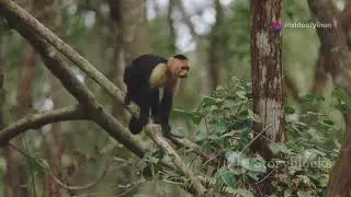Clever Monkey Outsmarts Frustrated Lion! #monkey #arcticmonkeys #monkeys #monkeydluffy #chunkymonkey