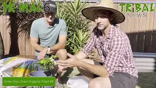 Tribal News - Grow Your Own Organic Food - Part 3