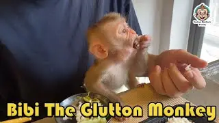 Bibi's Daily Lunch With His Father | Curious Monkey Family's Daily