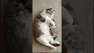 Mama Cat And Kitten's Synchronized Sleeping Is The Most Peaceful Thing Ever 😴 #kitten#mamacat#shorts