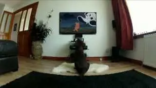 Maxi Doo! The Flat coat retriever Puppy watches Scooby Doo