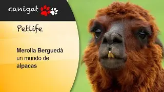 Merolla Berguedà, un mundo de alpacas #alpaca #animales