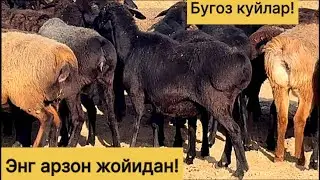 2 тиш хиссори бугоз куйлар! 991258118☎️ 993839401☎️