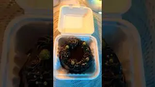 Classic choco bento 🎂|Chocolate Aesthetic Cake | Cremoure |Guwahati Home Baker| #shorts #cakeshorts