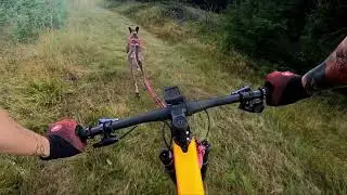 Bikejoring, Fitmin Lesná 2021