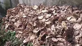 കമ്പോസ്റ്റ് ടാങ്ക് പൊട്ടിയതിനാൽ കൂട്ടിയിട്ടത്.അടുക്കളവേസ്റ്റ്,ചായപ്പൊടിമട്ട്, കരിയില,പുല്ല്#compost