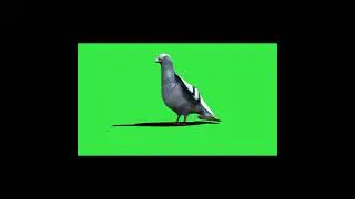Green screen Pigeon 🐦🐦 Copyright free 🤩🤩 ChromaCulture 🤩🤩#shorts #youtubeshorts #viral