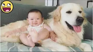 Adorable Dog Protects and Loves Baby with All Its Heart 💕