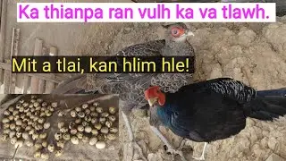 Ka thianpa Ran vulh ka va en chu mit a tlai, kan hlim hle.