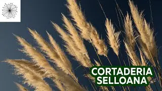Todo sobre la Gramínea Cortaderia selloana o Pampas Grass