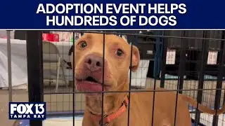 Mega pet adoption event