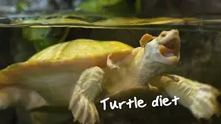 What do turtles eat?