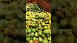 coconut export  in srikakulam (andhrapradesh)