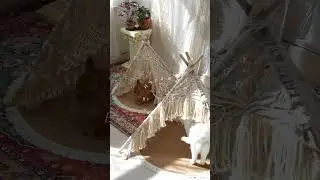 Check out this beautiful macrame cat tent we design and create