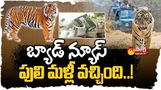 Kakinada Tiger: వీడని పులి భయం..| Kakinada Tiger Latest News | Sakshi TV
