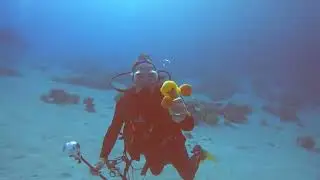 Dive 3 Yolanda,Shark Reef