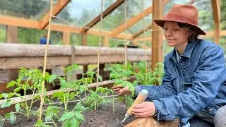 Planting Tomatoes | Timber Frame Greenhouse