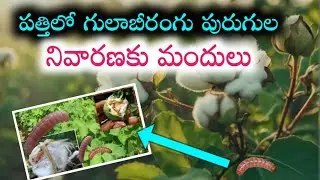 Pink Boll Worms Control in Cotton Crop Telugu | పత్తి పంటలో గులాబీ రంగు పురుగుల నివారణకు స్ప్రే